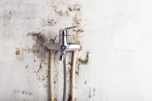 Best Mold Cleaning Services  in Port Byron, NY