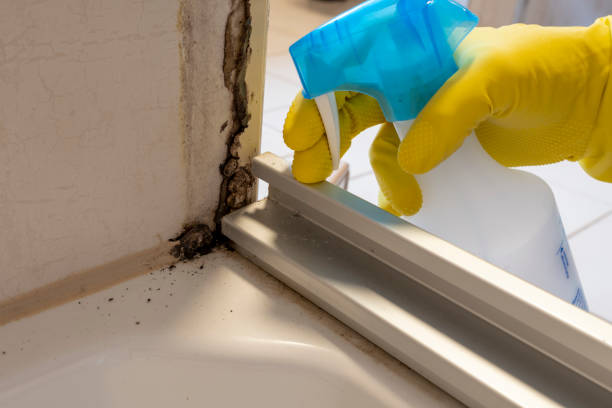 Best Crawl Space Mold Removal  in Port Byron, NY