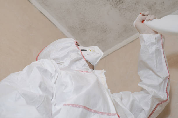 Best Mold Damage Repair  in Port Byron, NY