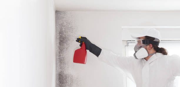 Attic Mold Removal in Port Byron, NY